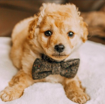 Cute golden puppy wearing a stylish bow tie, lying on a soft white blanket, ready to be transformed into a 3D-printed pet figurine